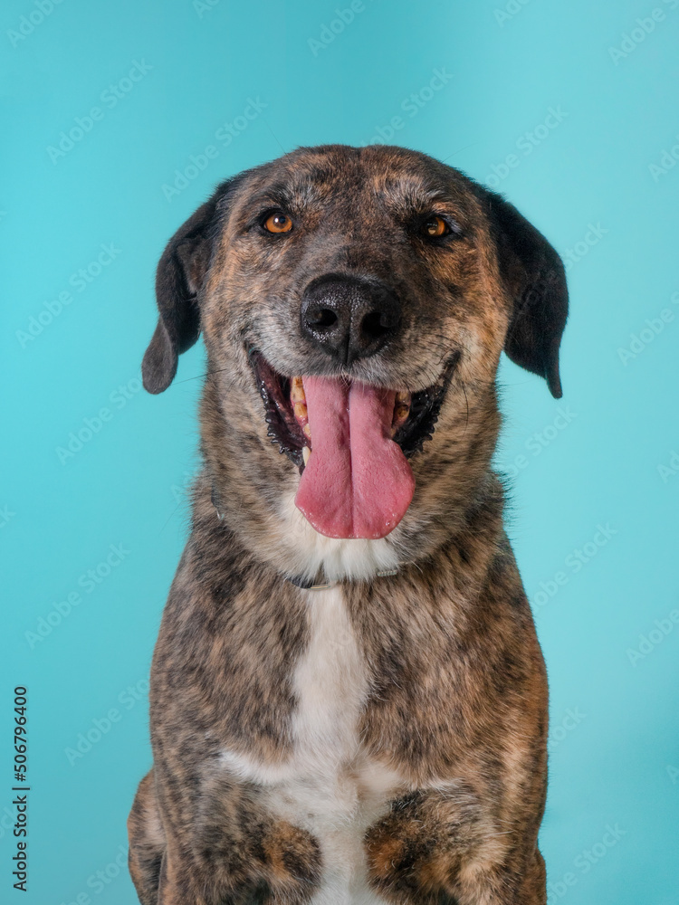 Half-blood dog looking at the camera in front of a blue background