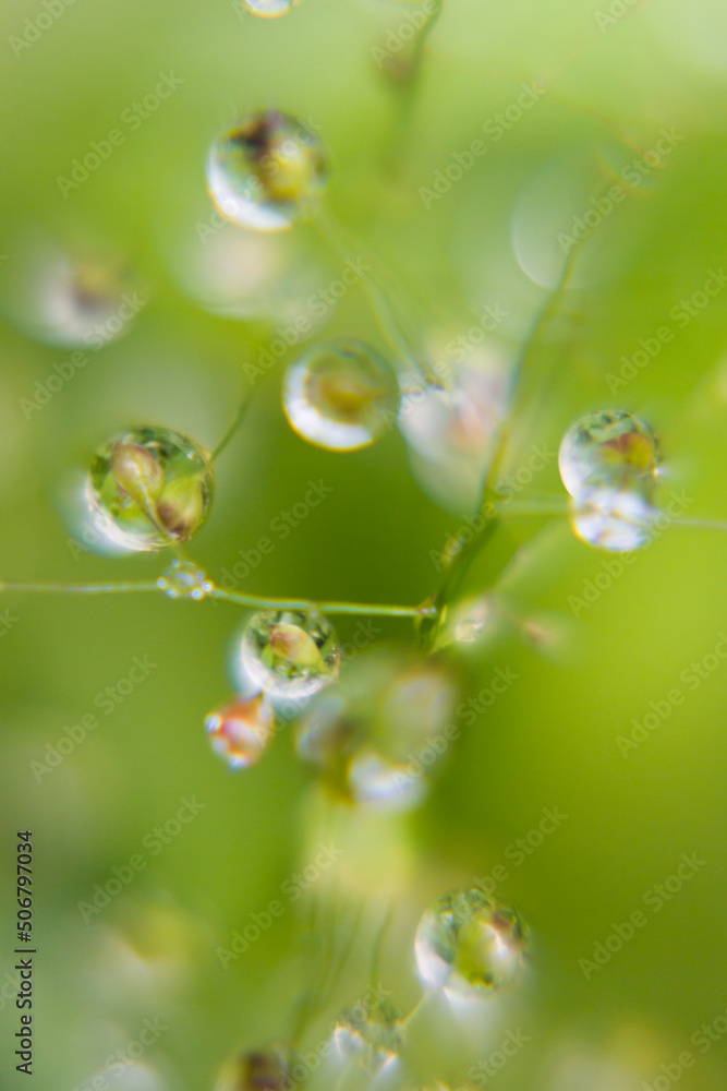 Soft smooth water drops on stems with glare, light blinks, reflections inside on blur light green background, macro, texture, vertical. Wet green plants after rain in sunlight. Soft smooth water drops on stems with glare, light blinks, reflections inside on blur light green background, macro, texture, vertical. Wet green plants after rain in sunlight.