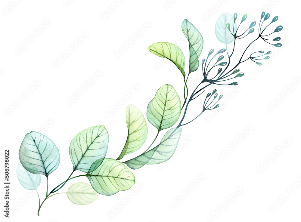 Watercolor Eucalyptus branch. Long branches in a line isolated on white .Hand drawn botanical illustration. Abstract transparent floral design element