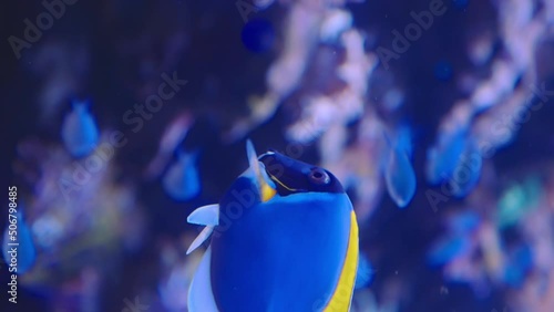Vertical shot, close-up of bright blue and yellow palette surgeonfish swimming slowly along the aquarium with small fish between the coral reefs. photo