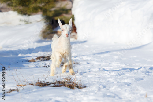 White little goat kid running on the snow
