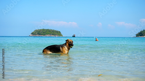 The shepherd dog holds the ball in his teeth and swims in the blue transparent sea. In the distance you can see an island covered with palm trees, clouds, a fishing boat. A man in a cap is swimming