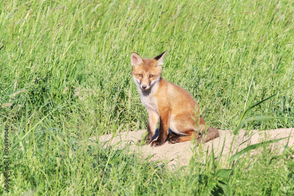 Obraz premium Młody lis latem na łące