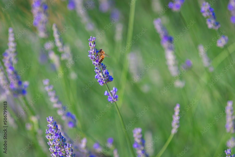 pollinator bee on lavender flower, provence, france pollinator bee on lavender flower, provence, france