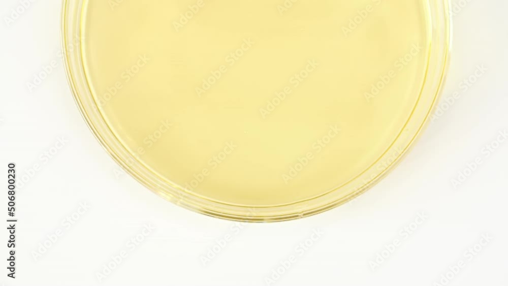 Slow Motion of Transparent Yellow Cosmetic Fluid Dripping into the Glass Petri dish. Chemical Laboratory Research. Macro Shot of Natural Organic Cosmetics, Medicine. Production Close-up. FullHD Slow Motion of Transparent Yellow Cosmetic Fluid Dripping into the Glass Petri dish. Chemical Laboratory Research. Macro Shot of Natural Organic Cosmetics, Medicine. Production Close-up. FullHD