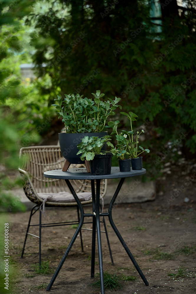 Beautiful pot with greens on a table in the garden Beautiful pot with greens on a table in the garden