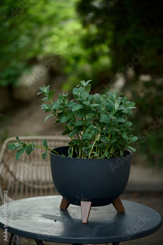 Beautiful pot with greens on a table in the garden