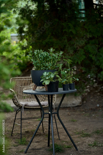 Beautiful pot with greens on a table in the garden