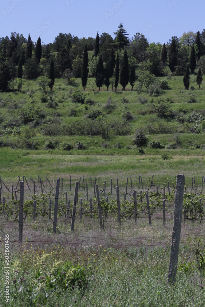 Fototapeta premium Plantations of grapes in the Crimea in the spring. Vine fields at sunset.