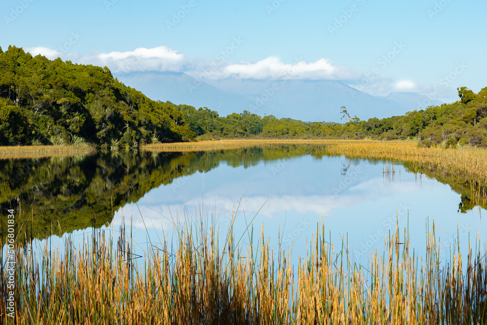 Beautiful calm reflection in Ship Creek swamp bordered by orange colored reeds and ancient green kahikitea forest Beautiful calm reflection in Ship Creek swamp bordered by orange colored reeds and ancient green kahikitea forest