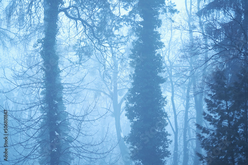 Foggy forest. Trees at early morning. Horizontal image.