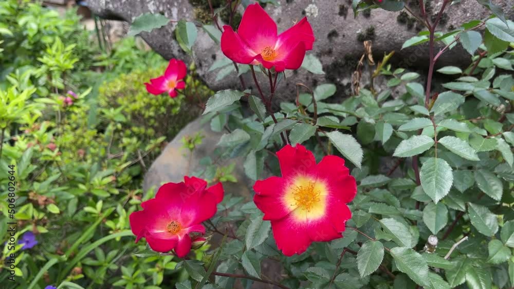 今関アキラコ、【薔薇】 バラ 紅｜ROSE Kurenai｜花の手帖のwebバラ図鑑