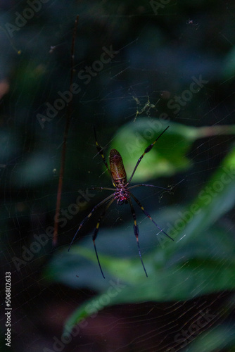 Spider golden spiderweb. Costa Rica