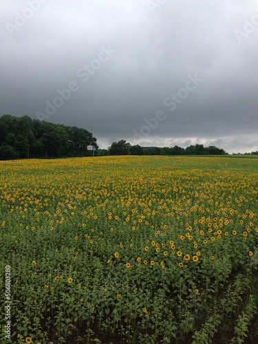 A sea of sunflowers in full bloom