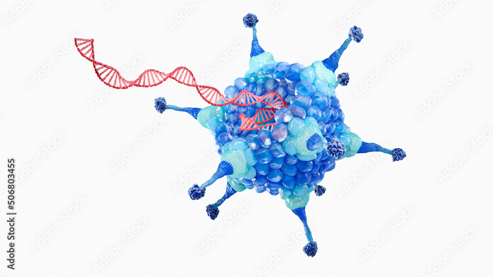 Adenovirus, the virus has an icosahedral capsid with hexon proteins ...