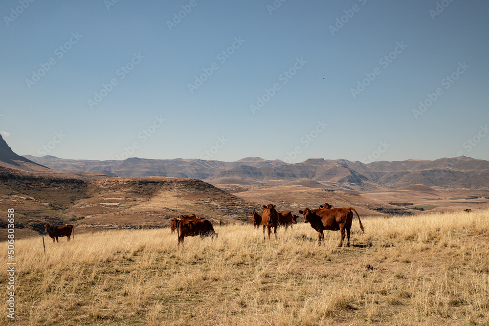 Cows in a dry field in Africa