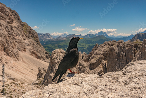 Foto Neugierig, zutraulich, frech, bettelnd: Die Alpendohle: Allen Berggängern als treuer Begleiter bekannt mit beeindruckenden Flugkünsten