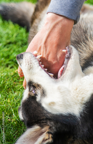 Husky dog bites a man. Selective focus.