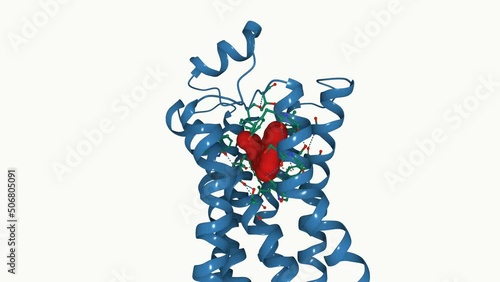 Adrenergic receptor with a drug molecule bound to it.  3D structure. Drugs acting on adrenergic receptor include beta blockers (hypertension drugs) and long-acting beta agonists. (asthma medicines). photo