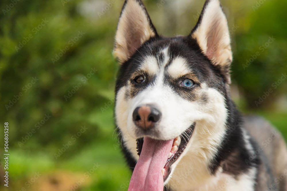 Husky dog portrait beautiful photo. Selective focus.