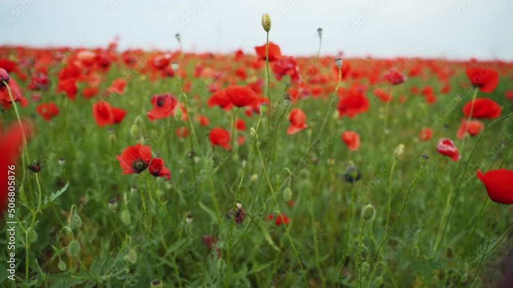 Camera moves between the flowers of red poppies. Poppy as a remembrance symbol and commemoration of the victims of World War. Flying over a flowering opium field on sunset. Forward slow motion. Camera moves between the flowers of red poppies. Poppy as a remembrance symbol and commemoration of the victims of World War. Flying over a flowering opium field on sunset. Forward slow motion.