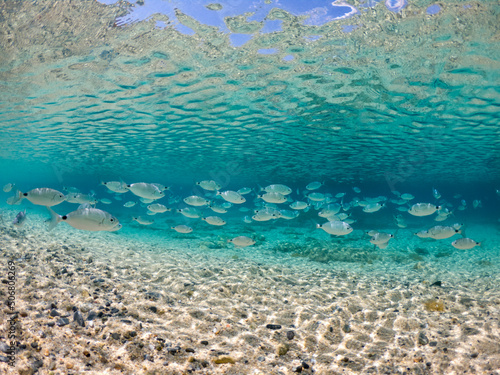 Fototapeta Naklejka Na Ścianę i Meble -  A crowd of Mediterranean fish in the crystal clear waters of Villasimius, Sardinia, Mediterranean. Underwater photography