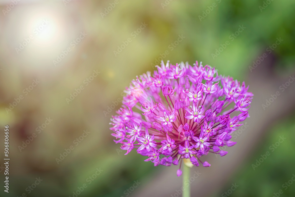 Purple blooming Allium angulosum. Decorative bow, close up Purple blooming Allium angulosum. Decorative bow, close up