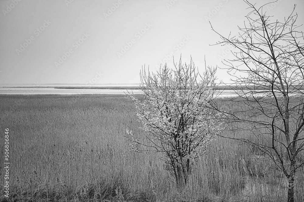 Fototapeta premium Tree in black and white in the reeds on the darss. dramatic sky by the sea . Landscape