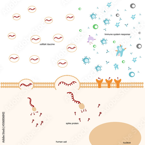 The immunization pathway was induced by mRNA vaccine that prevent or reduce the severe symptom of the viral infection.