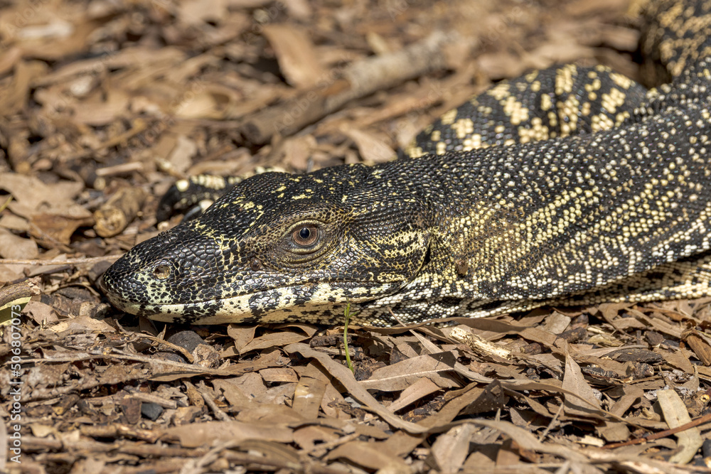 Fototapeta premium Lace Monitor in Queensland Australia