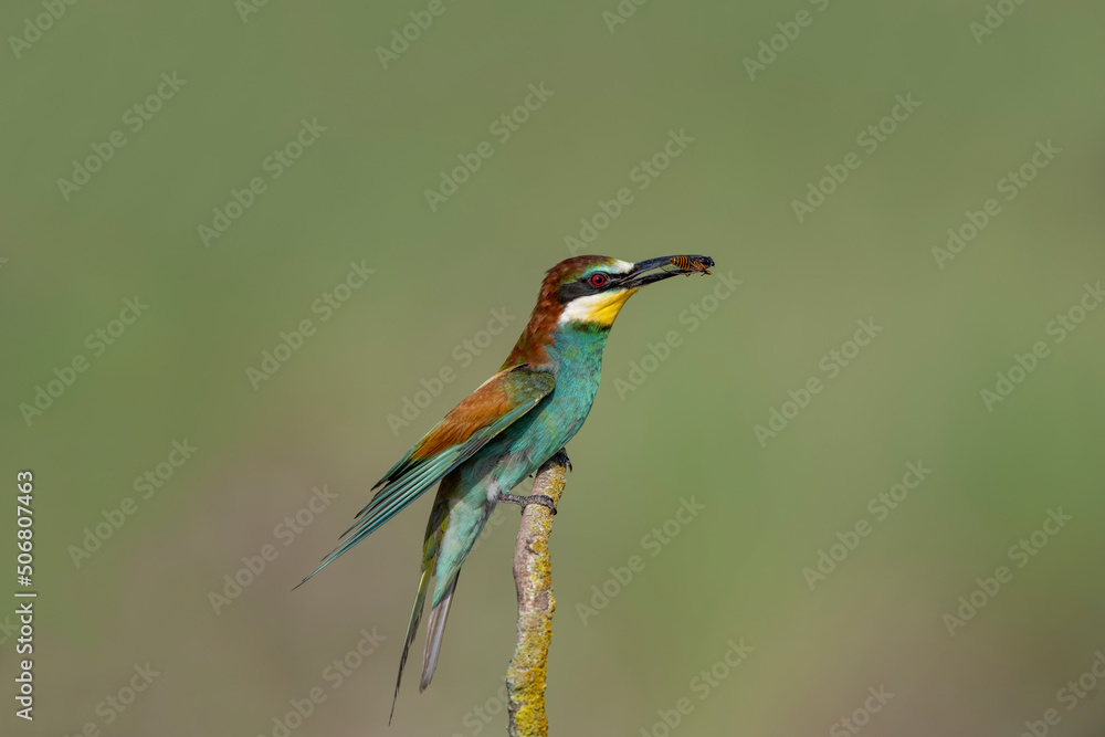 Rainbow Bee-eater perched on a tree branch, insect in its beak. The bird comes from a bird family called Meropidae and is found in Turkey. Rainbow Bee-eater perched on a tree branch, insect in its beak. The bird comes from a bird family called Meropidae and is found in Turkey.