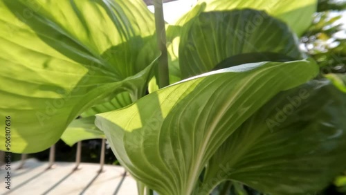 The august lily flower plant or Hosta plantaginea has thin straight green leaves, white petals with yellow pistils and green flower stalks photo