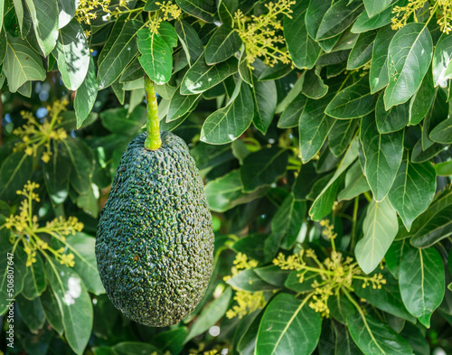 Canvastavla Ripe avocado fruit on an avocado tree on a sunny summer day.