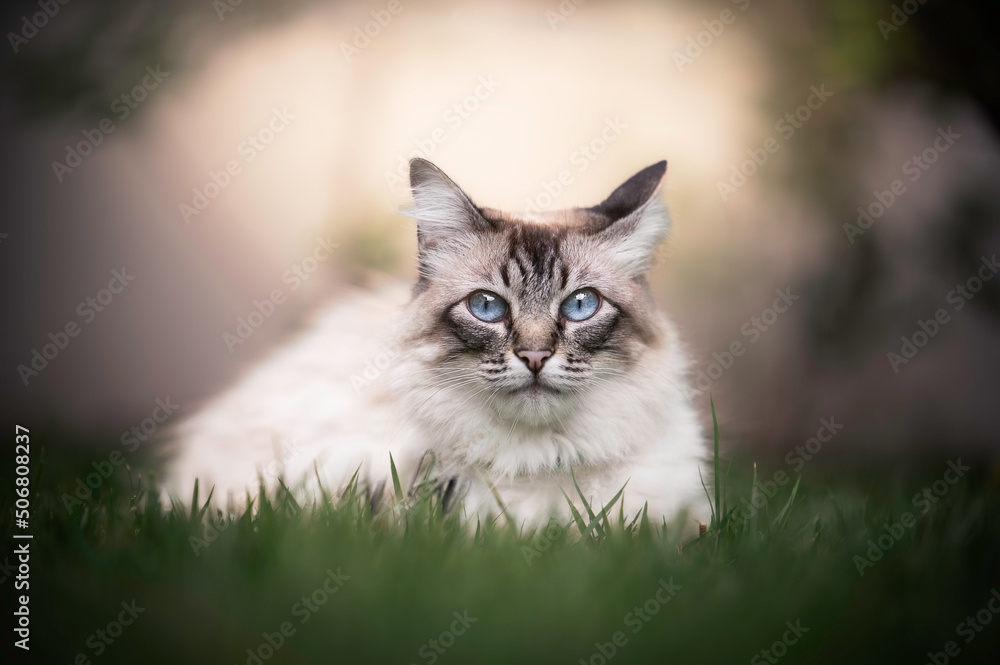 Cute white and gray cat laying in grass