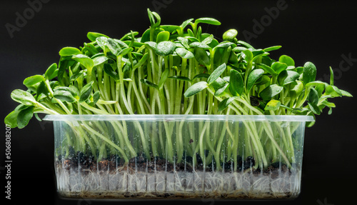 Sprouted seeds of sunflower isolated on black background. Microgreens as a health benefit.