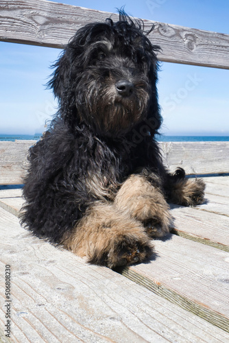 goldendoodle lying on the Baltic Sea by the sea. Goldendoodle in black and tan.