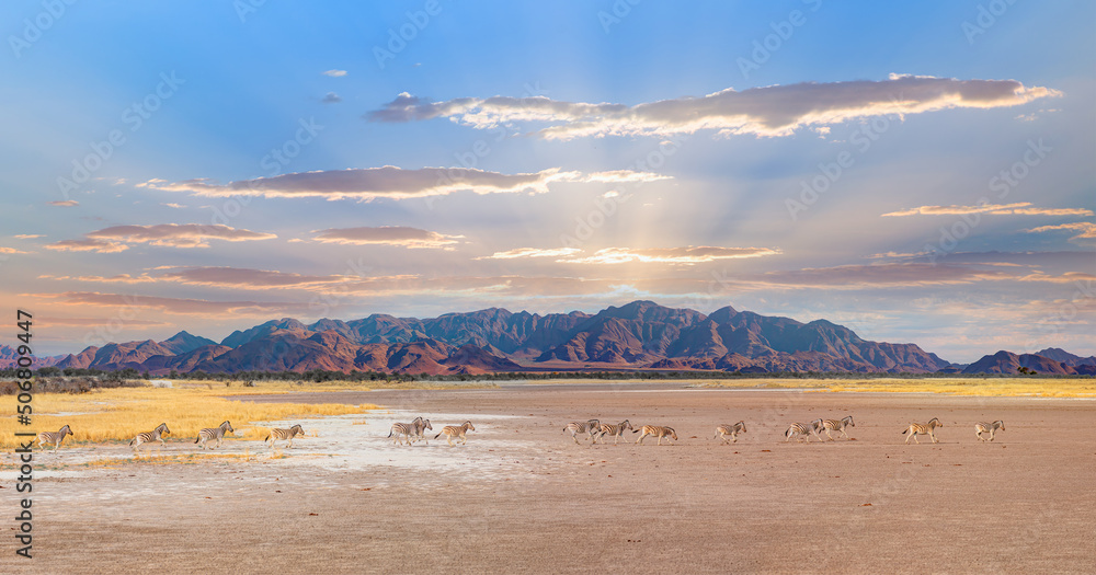 Amazing Zebras running across the African savannah - Etosha National Park, Namibia