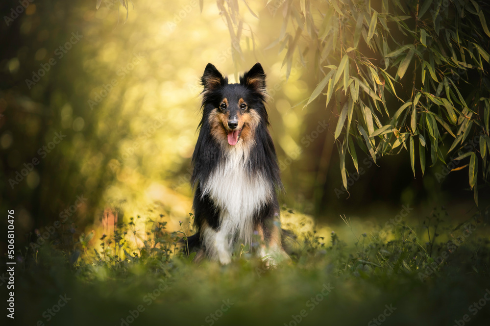 Obraz premium Cute portrait sheltie in grass