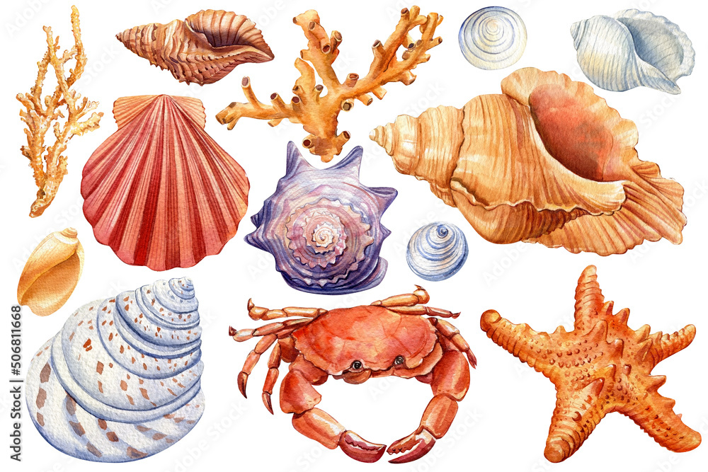 Set of sea shells, crab, starfish on isolated white background, watercolor illustration - obrazy, fototapety, plakaty 