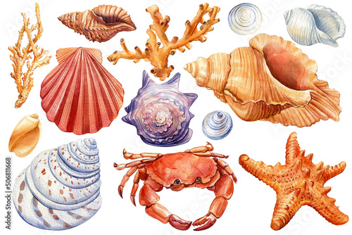 Set of sea shells, crab, starfish on isolated white background, watercolor illustration