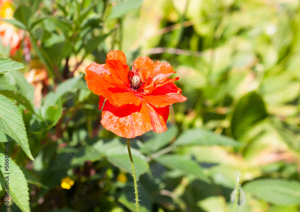 Red poppy flowers. Wildflowers blooming in summer field. Red poppy flowers. Wildflowers blooming in summer field.