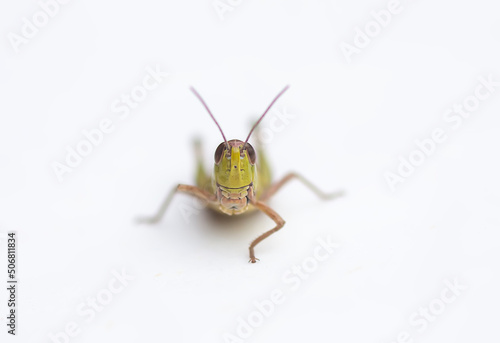 Grasshopper insect on white background