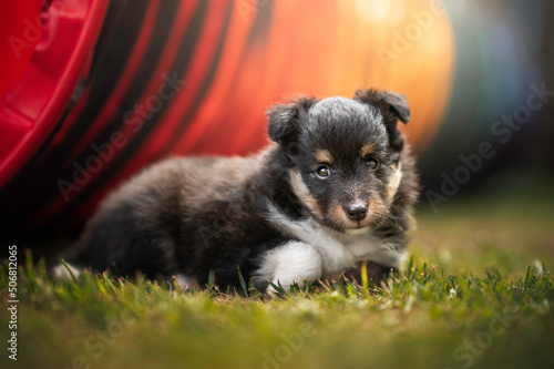 Fototapeta Naklejka Na Ścianę i Meble -  Cute portrait sheltie dog puppy tunnel agility