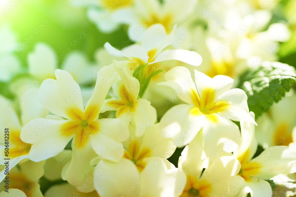 Spring yellow flowers Spring yellow flowers