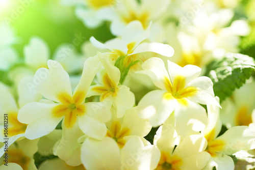 Fototapeta Naklejka Na Ścianę i Meble -  Spring yellow flowers