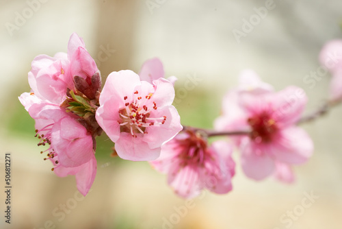 Branch with Almond pink flowers