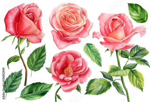 Summer set of beautiful flowers. Roses, buds and leaves on a white background, watercolor floral elements