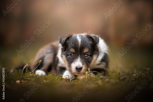 Cute portrait sheltie puppy