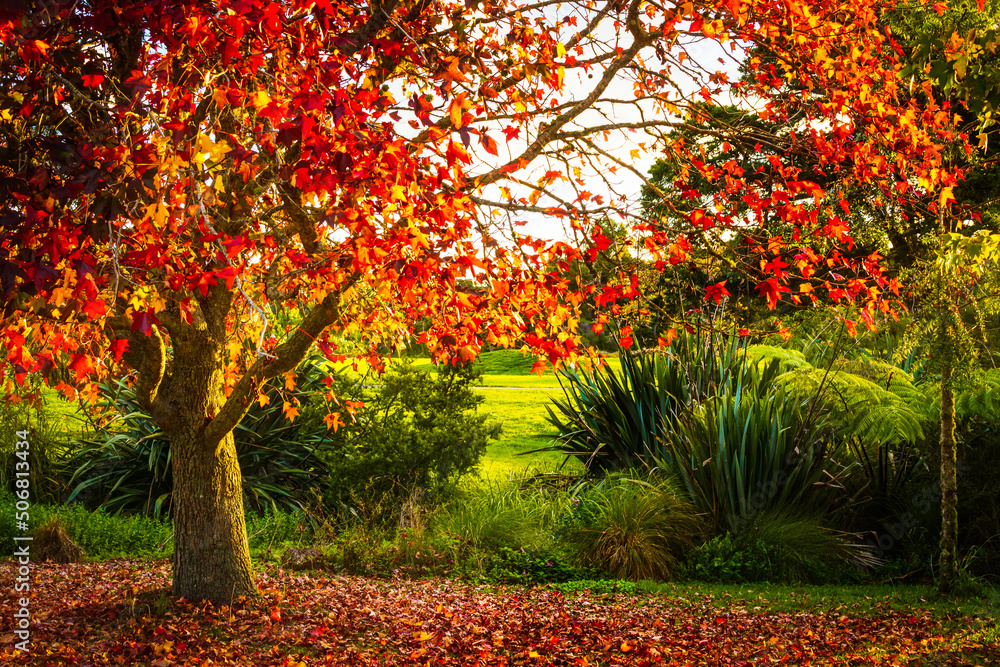 Naklejka premium Beatiful autumn scenery with golden red plane tree in warm sunset light