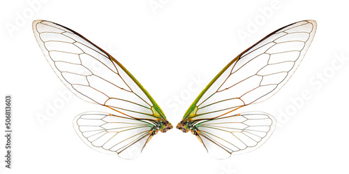 wings of cicada insect isolated